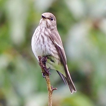 Grey-streaked Flycatcher Osaka Nanko Bird Sanctuary Unknown Date