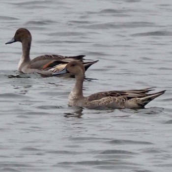 Northern Pintail Osaka Nanko Bird Sanctuary Sun, 10/9/2022