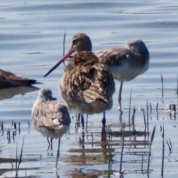 Bar-tailed Godwit Osaka Nanko Bird Sanctuary Sun, 10/2/2022