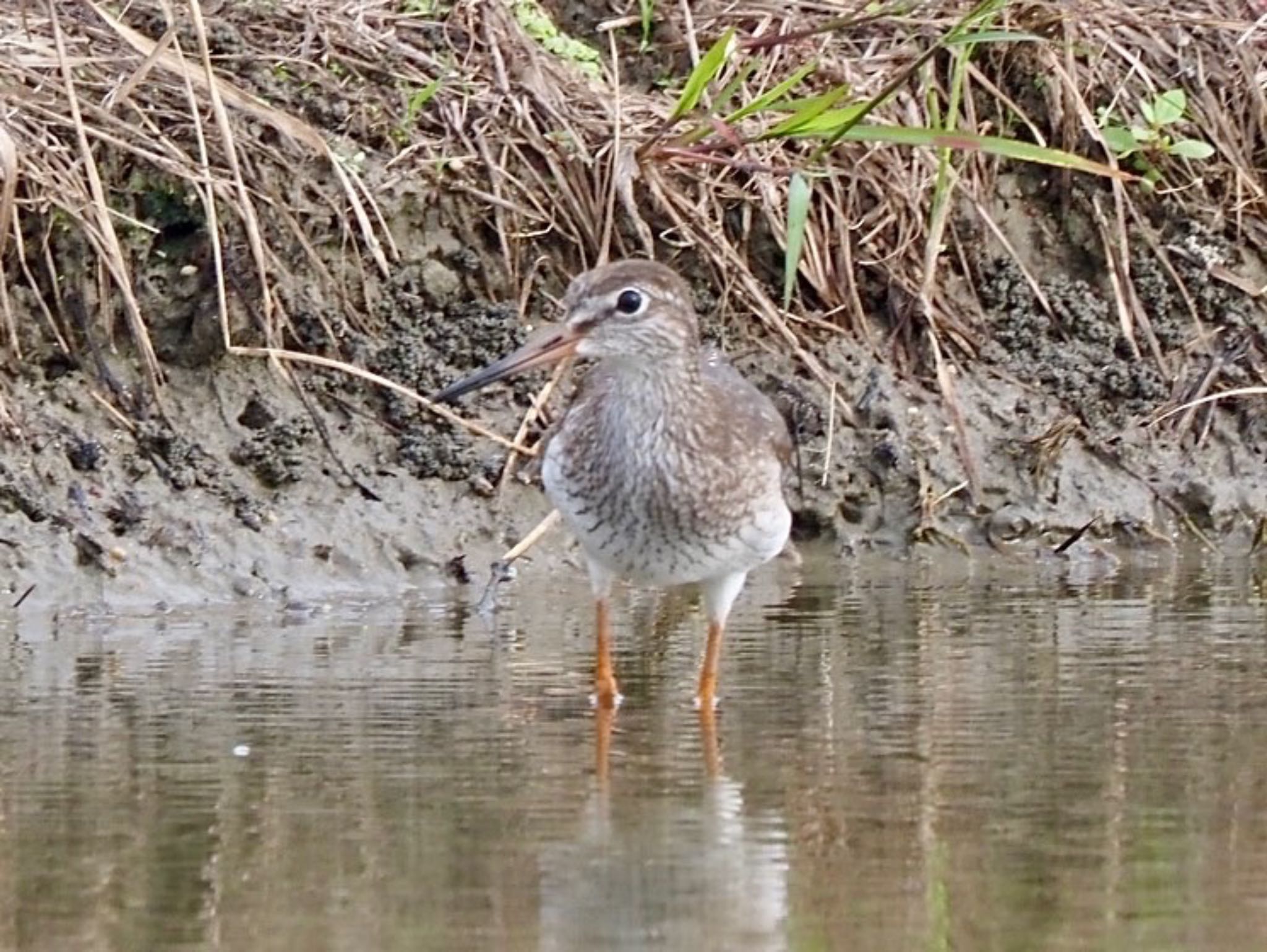 Photo of Common Redshank at 久御山 by みーちゃん
