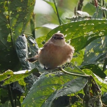 Amur Stonechat 奈良県 Unknown Date