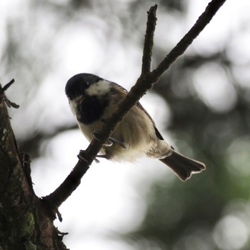 Coal Tit 金剛山 Thu, 9/22/2022