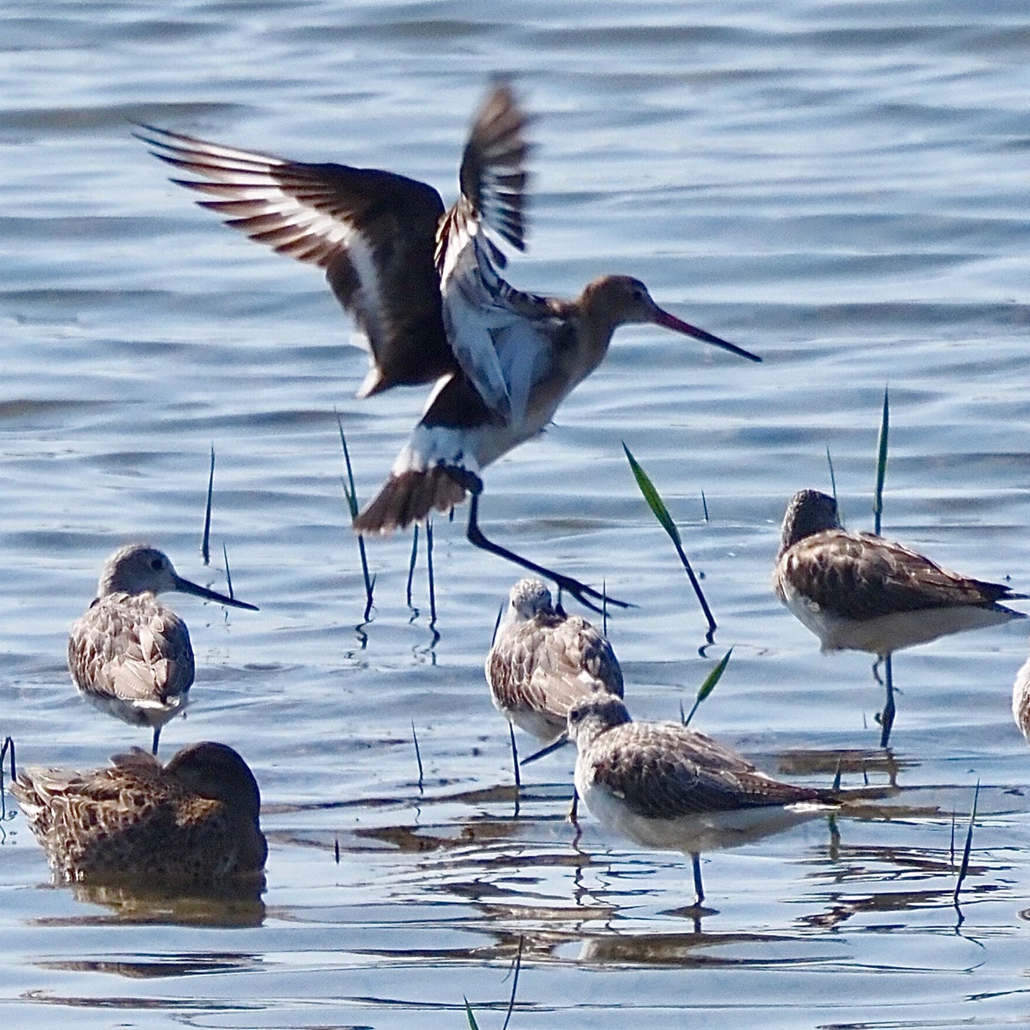 Photo of Black-tailed Godwit at Osaka Nanko Bird Sanctuary by みーちゃん