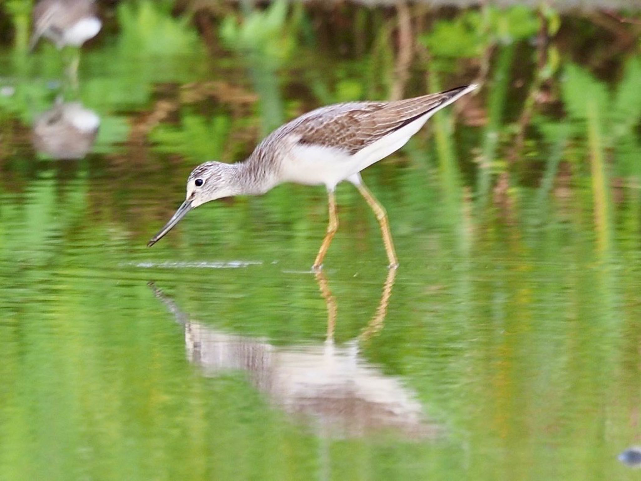 Photo of Common Greenshank at 久御山 by みーちゃん