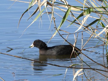 Eurasian Coot 古河公方公園 Sun, 11/29/2015