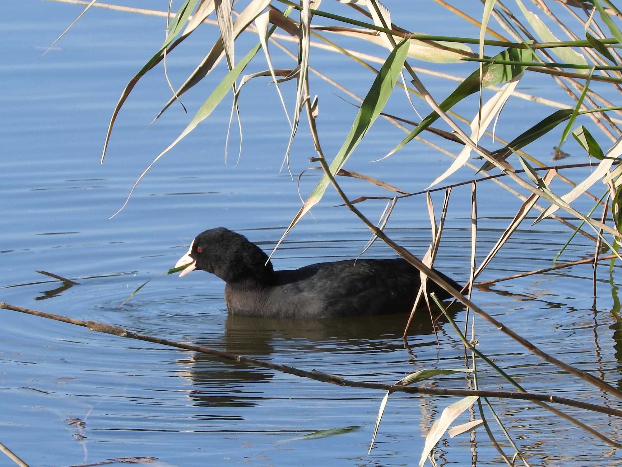 Eurasian Coot