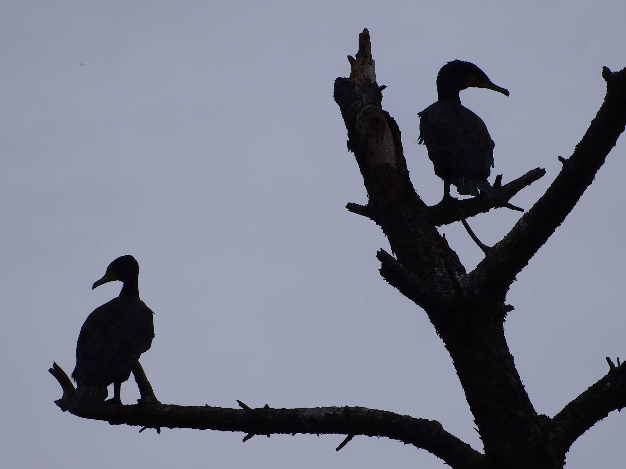 東京港野鳥公園 カワウの写真