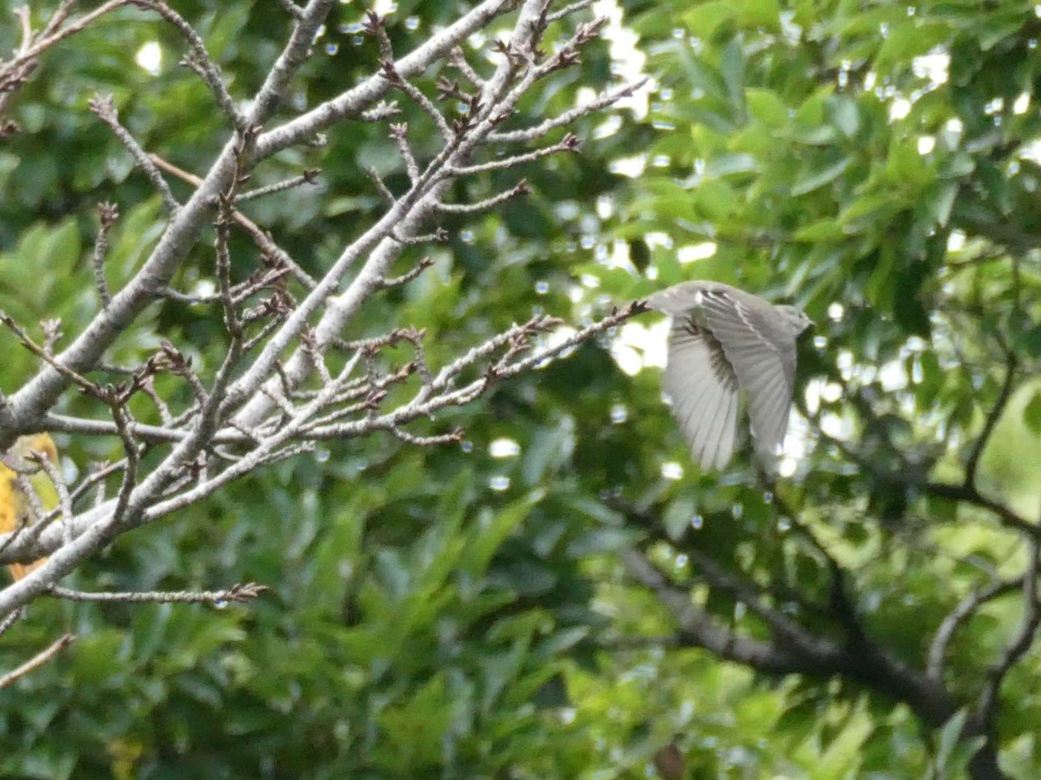 東京港野鳥公園 エゾビタキの写真