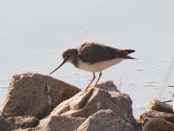 Terek Sandpiper Osaka Nanko Bird Sanctuary Sun, 10/2/2022