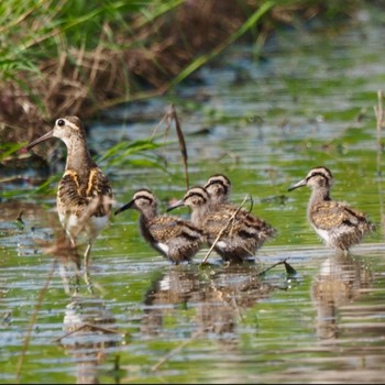 タマシギ 斑鳩 2022年9月1日(木)