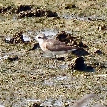 Siberian Sand Plover Osaka Nanko Bird Sanctuary Mon, 8/15/2022