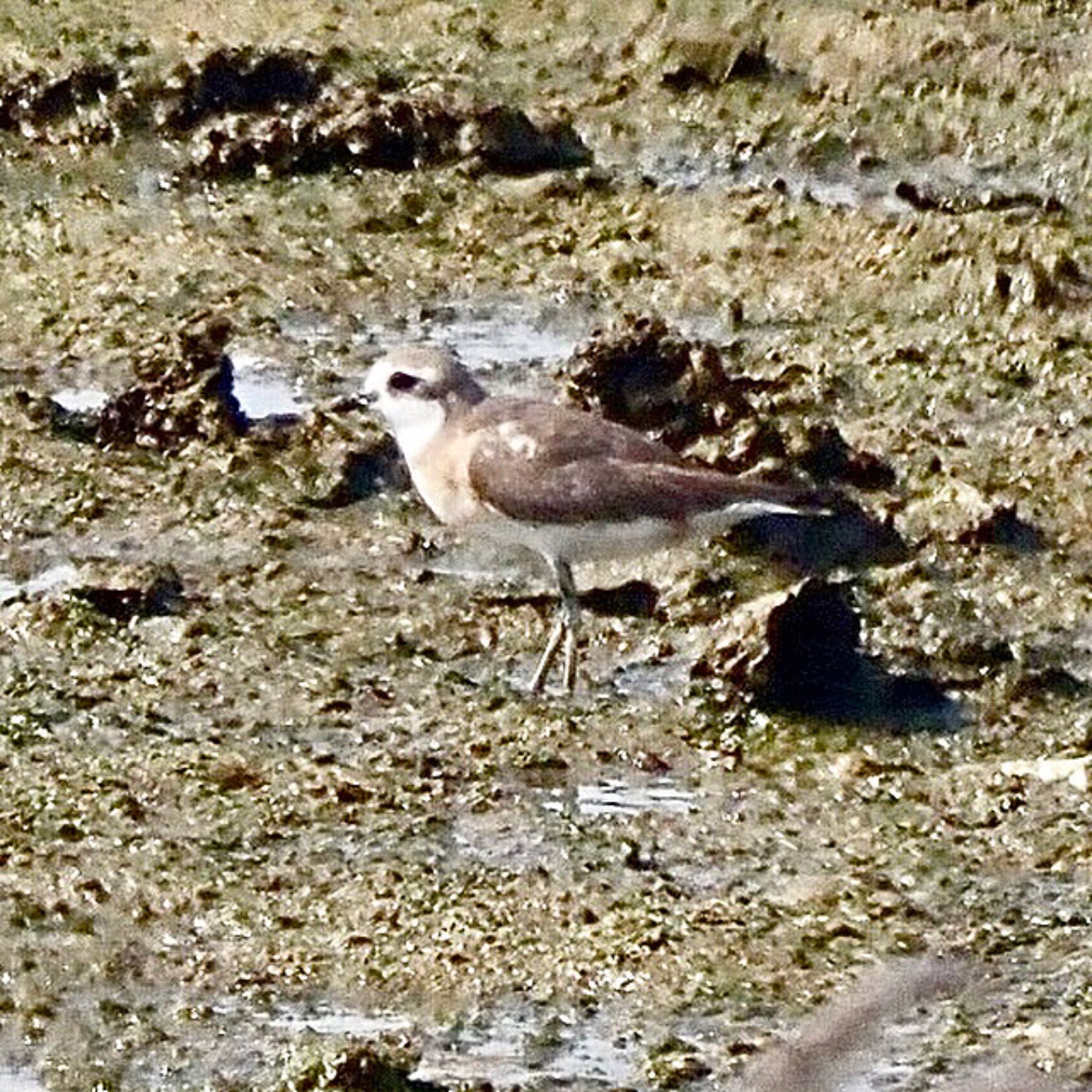 Photo of Siberian Sand Plover at Osaka Nanko Bird Sanctuary by みーちゃん