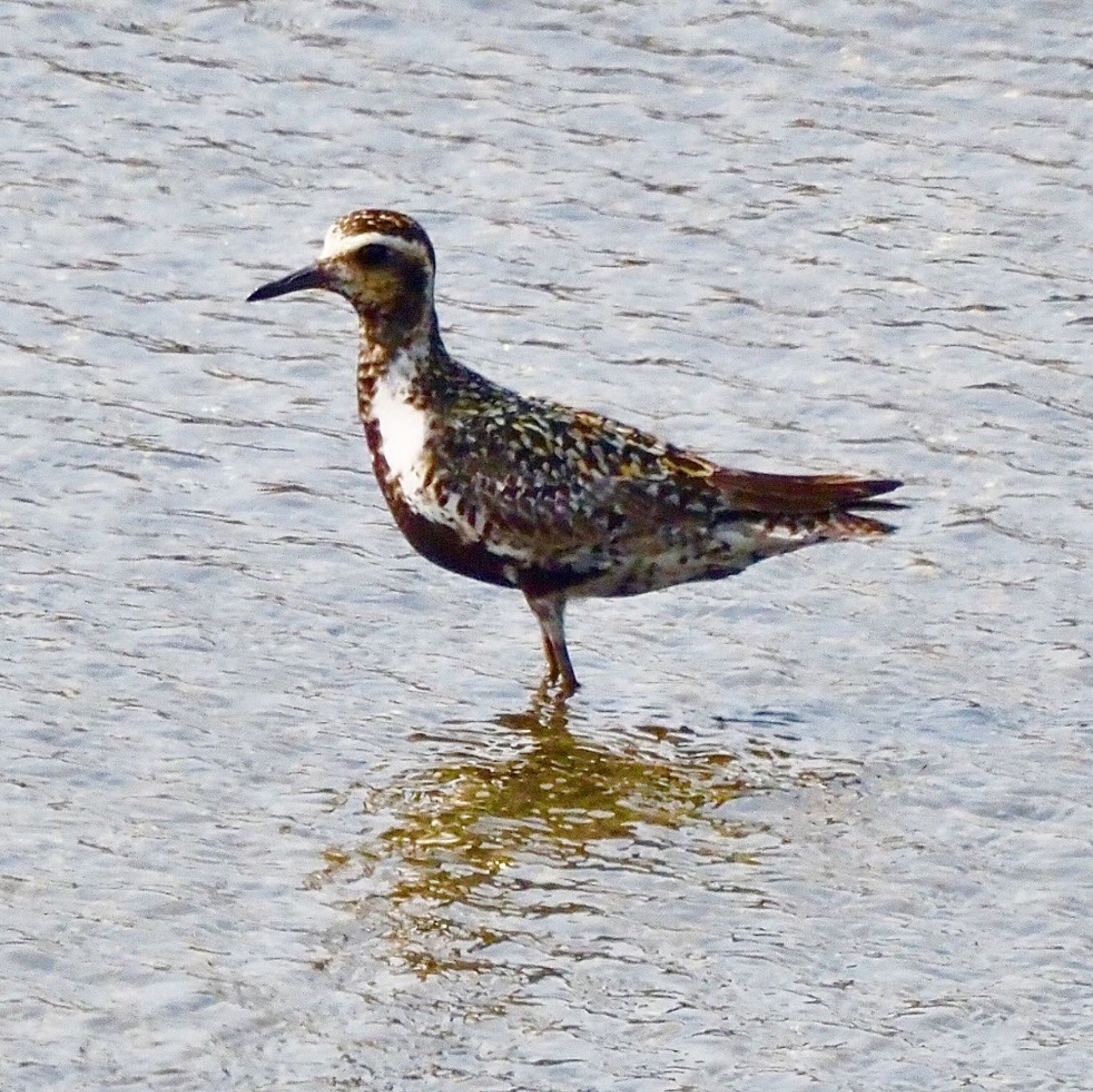 Photo of Pacific Golden Plover at Osaka Nanko Bird Sanctuary by みーちゃん