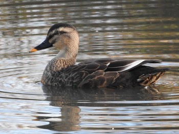 Eastern Spot-billed Duck 古河公方公園 Sun, 11/29/2015