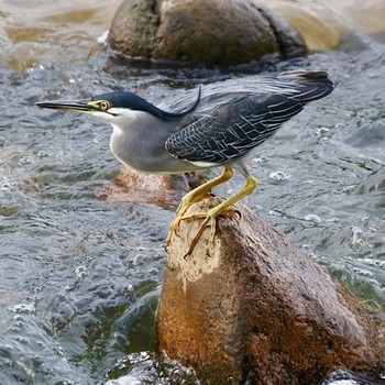 Striated Heron 枚方 Unknown Date