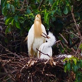 Eastern Cattle Egret 垂仁天皇陵 Wed, 7/13/2022