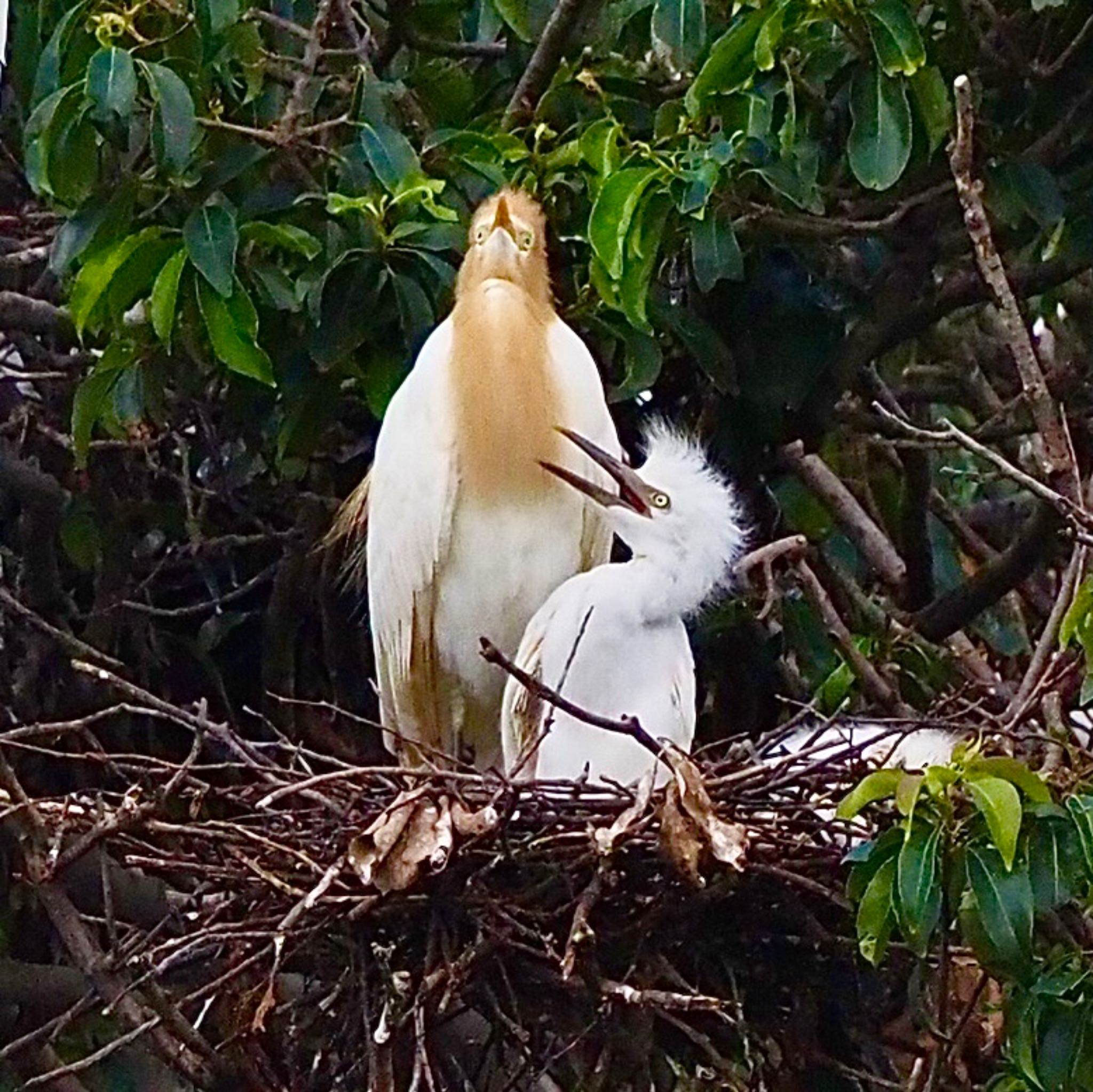 Photo of Eastern Cattle Egret at 垂仁天皇陵 by みーちゃん