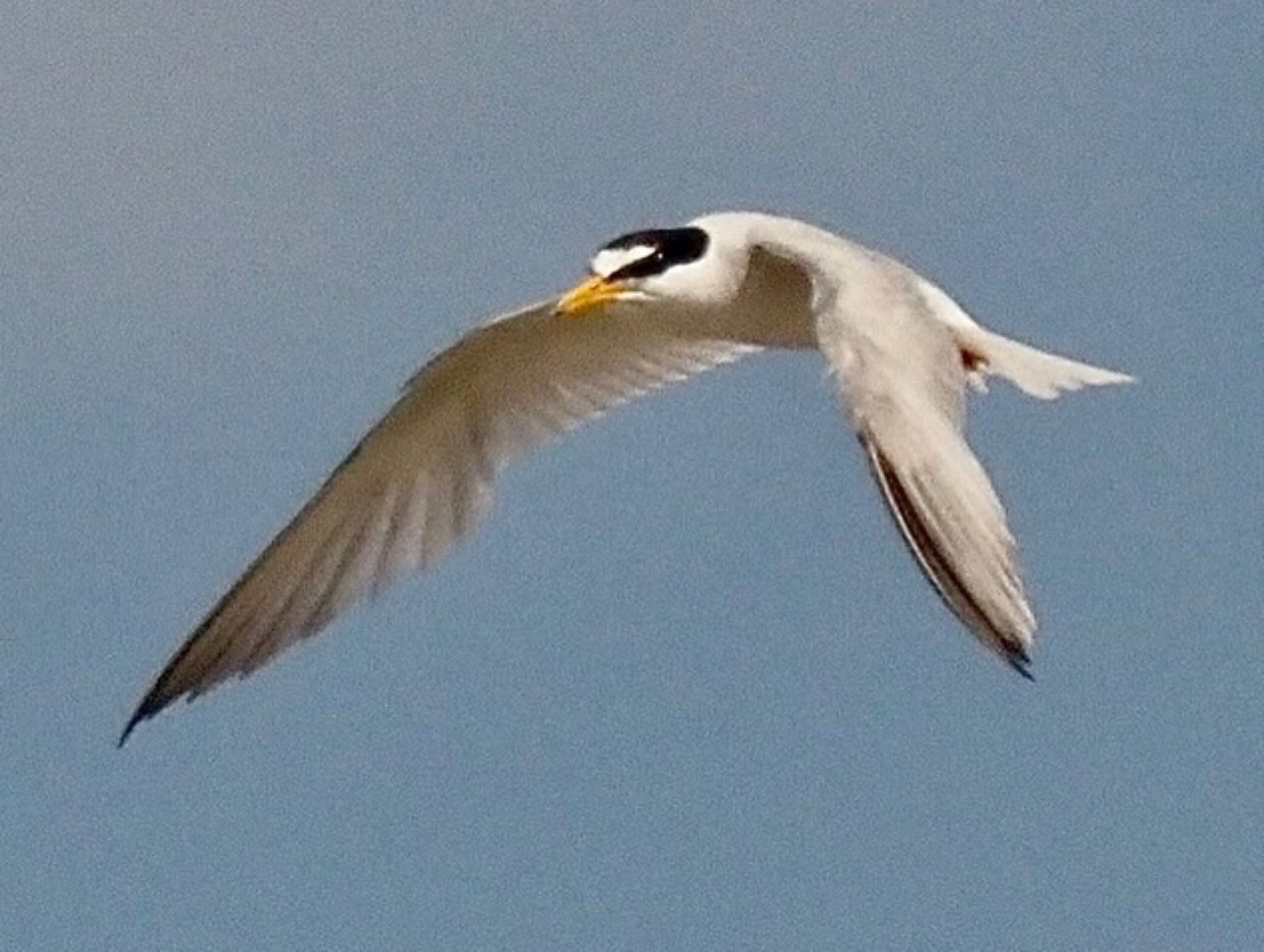Photo of Little Tern at 奈良市水上池 by みーちゃん
