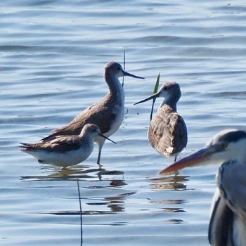 Marsh Sandpiper Osaka Nanko Bird Sanctuary Sun, 10/2/2022