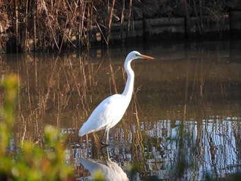 Great Egret 古河公方公園 Sun, 11/29/2015