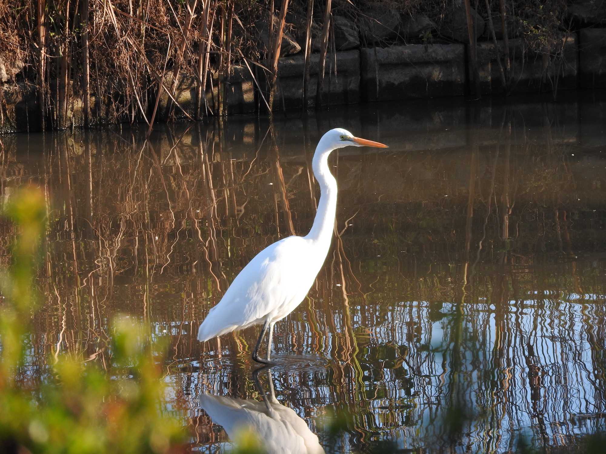 Photo of Great Egret at 古河公方公園 by こぶ