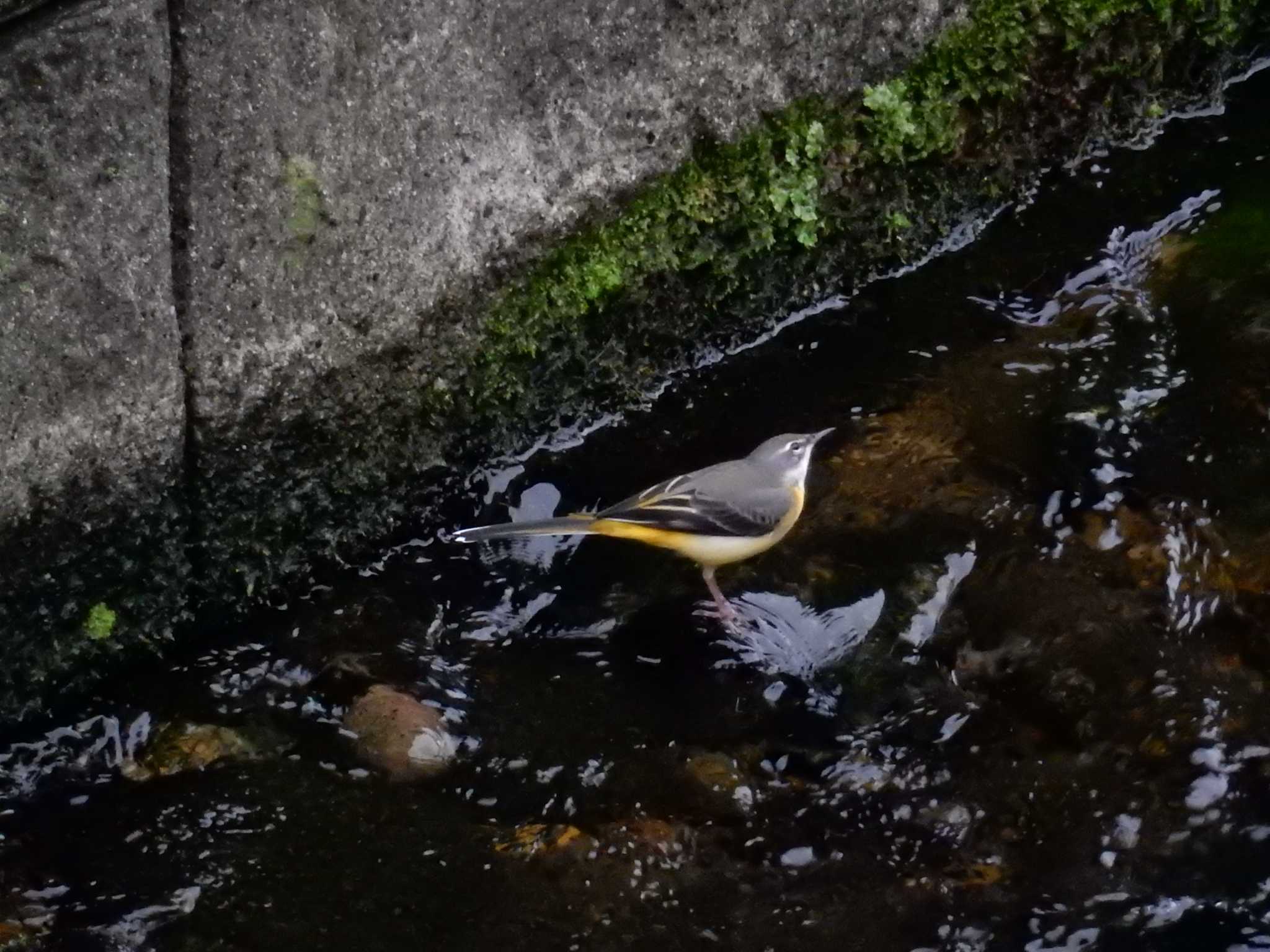 平和の森公園、妙正寺川 キセキレイの写真