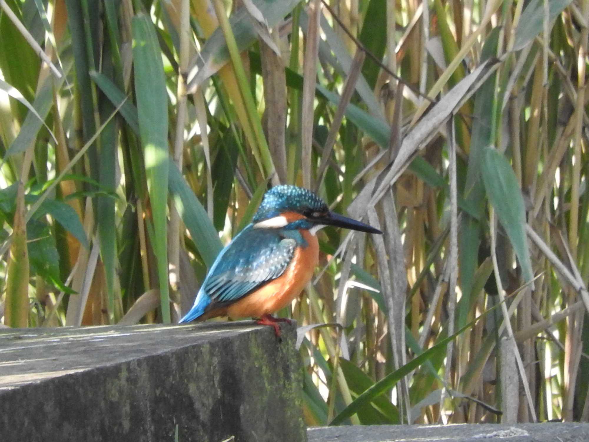 Photo of Common Kingfisher at 古河公方公園 by こぶ