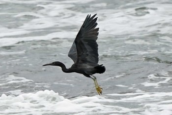 クロサギ 御前崎海岸 2022年10月8日(土)