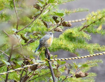 Red-flanked Bluetail Okuniwaso(Mt. Fuji) Sat, 10/8/2022