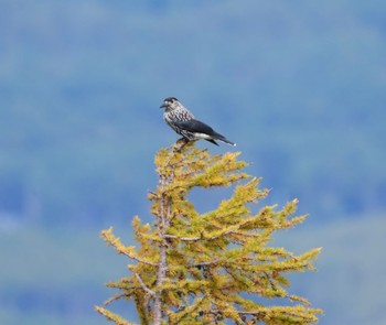 Spotted Nutcracker Okuniwaso(Mt. Fuji) Sat, 10/8/2022