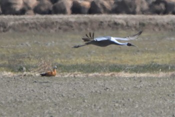 Ruddy Shelduck 横島干拓地 Thu, 2/8/2018