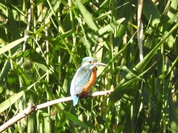 Common Kingfisher 古河公方公園 Sun, 11/29/2015