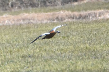 Ruddy Shelduck 横島干拓地 Sat, 1/27/2018