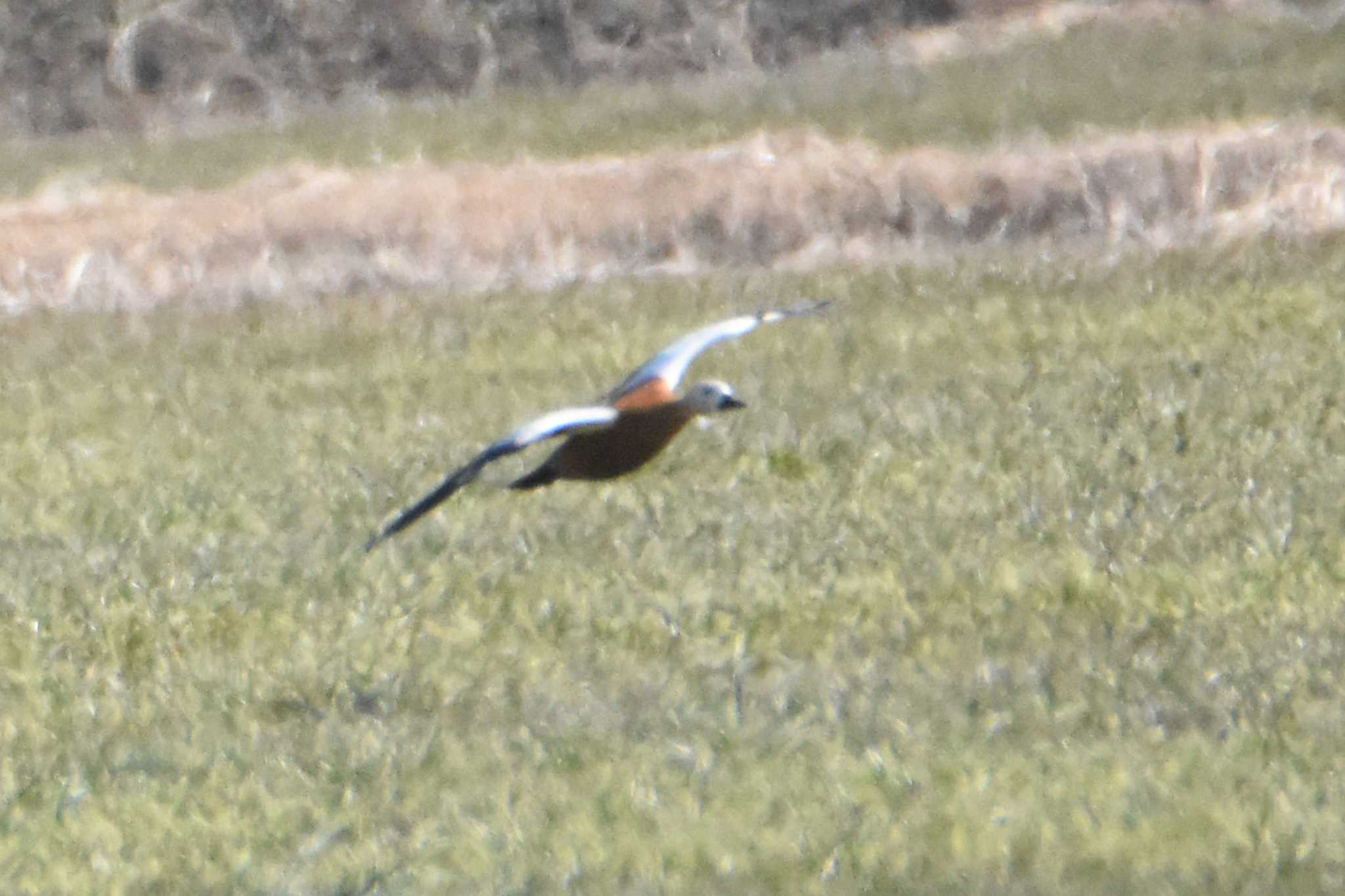 Photo of Ruddy Shelduck at 横島干拓地 by こうきとさき