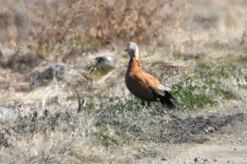 Ruddy Shelduck 横島干拓地 Sat, 1/27/2018