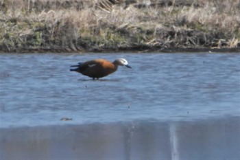 Ruddy Shelduck 横島干拓地 Sat, 1/27/2018