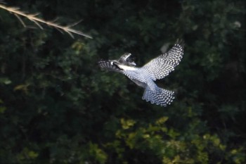 Crested Kingfisher 江津湖 Sat, 2/3/2018