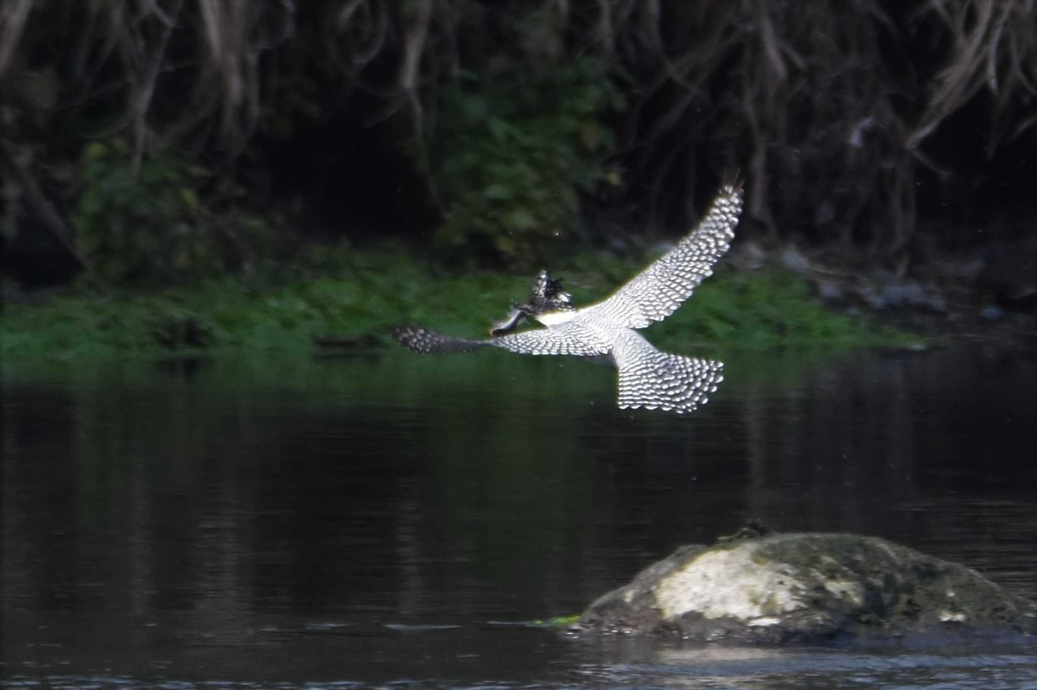 Photo of Crested Kingfisher at 江津湖 by こうきとさき