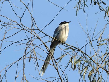 Azure-winged Magpie 古河公方公園 Sun, 11/29/2015