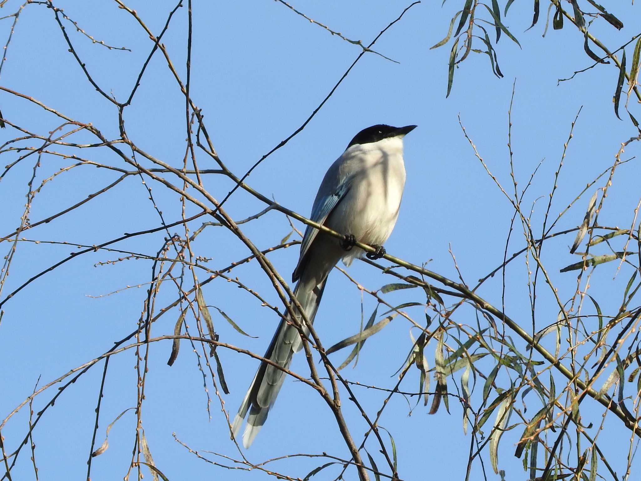 Azure-winged Magpie