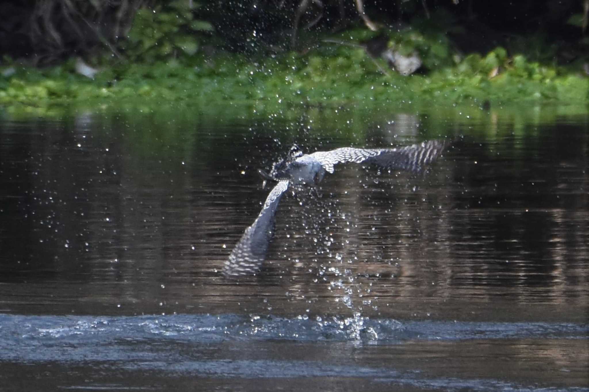 Photo of Crested Kingfisher at 江津湖 by こうきとさき