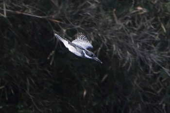 Crested Kingfisher 江津湖 Sat, 2/3/2018