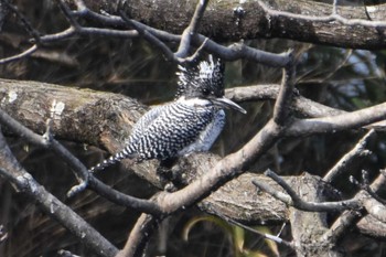 Crested Kingfisher 江津湖 Sat, 2/3/2018