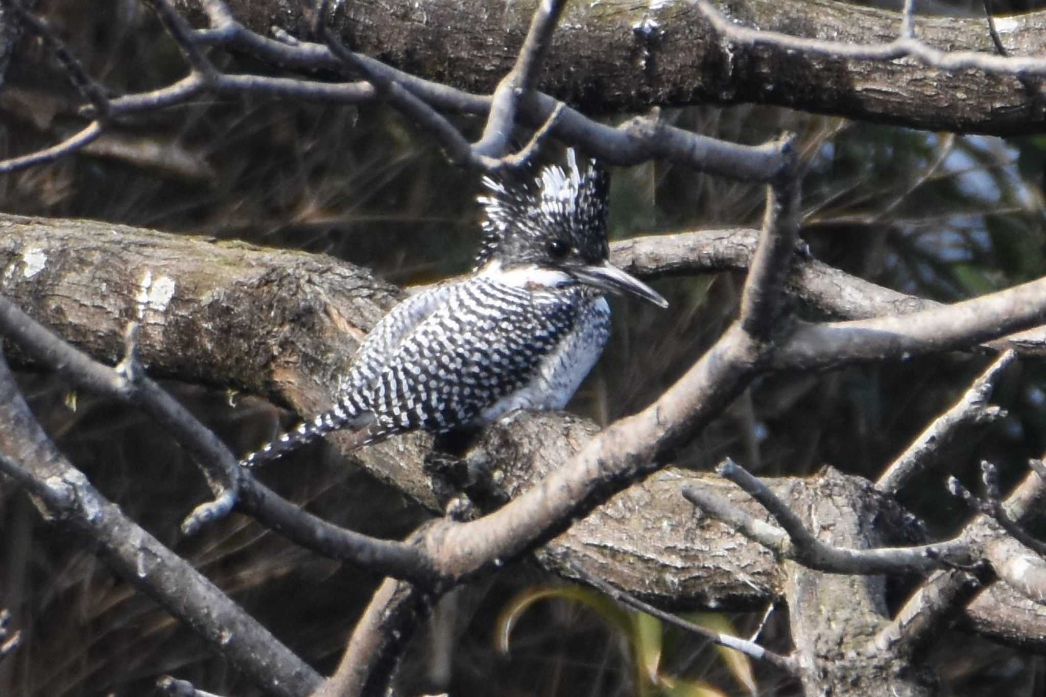 Photo of Crested Kingfisher at 江津湖 by こうきとさき