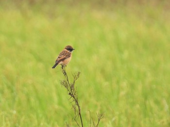 2022年10月10日(月) 大久保農耕地の野鳥観察記録