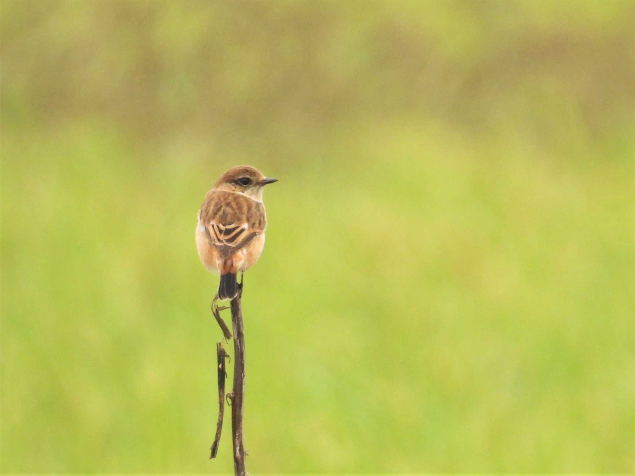 Amur Stonechat