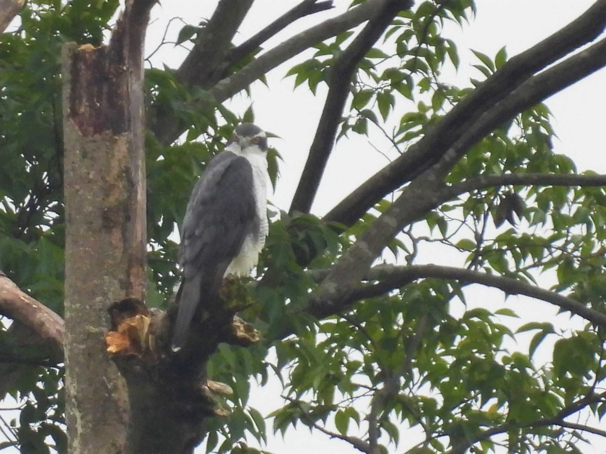 Eurasian Goshawk