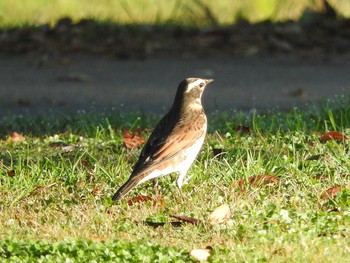 Dusky Thrush 古河公方公園 Sun, 11/29/2015