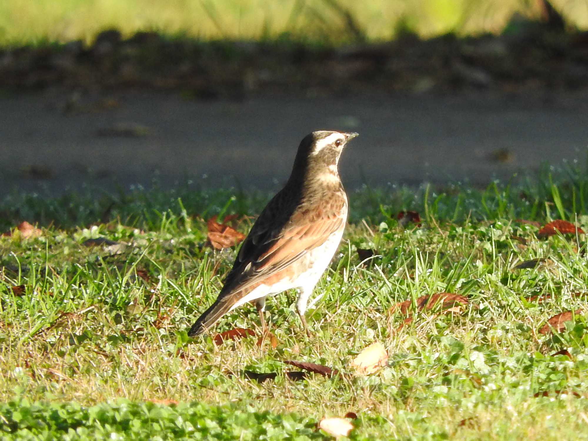 Dusky Thrush