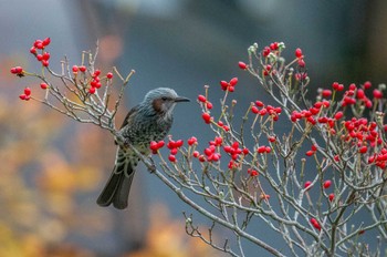 Brown-eared Bulbul 奈良市 Mon, 10/10/2022